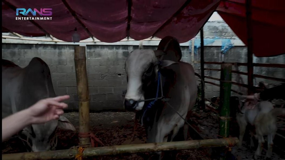 Raffi Ahmad merayakan Idul Adha dengan menyiapkan 10 ekor sapi&period; Yuk kita intip penampakan sapi kurban milik Raffi&excl;