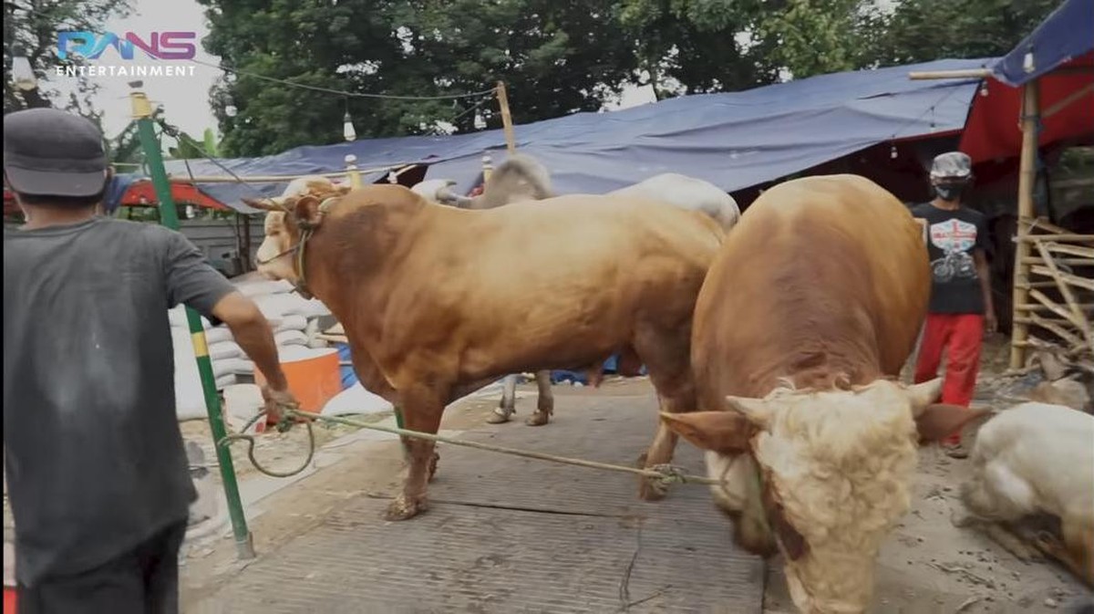 Raffi Ahmad merayakan Idul Adha dengan menyiapkan 10 ekor sapi&period; Yuk kita intip penampakan sapi kurban milik Raffi&excl;