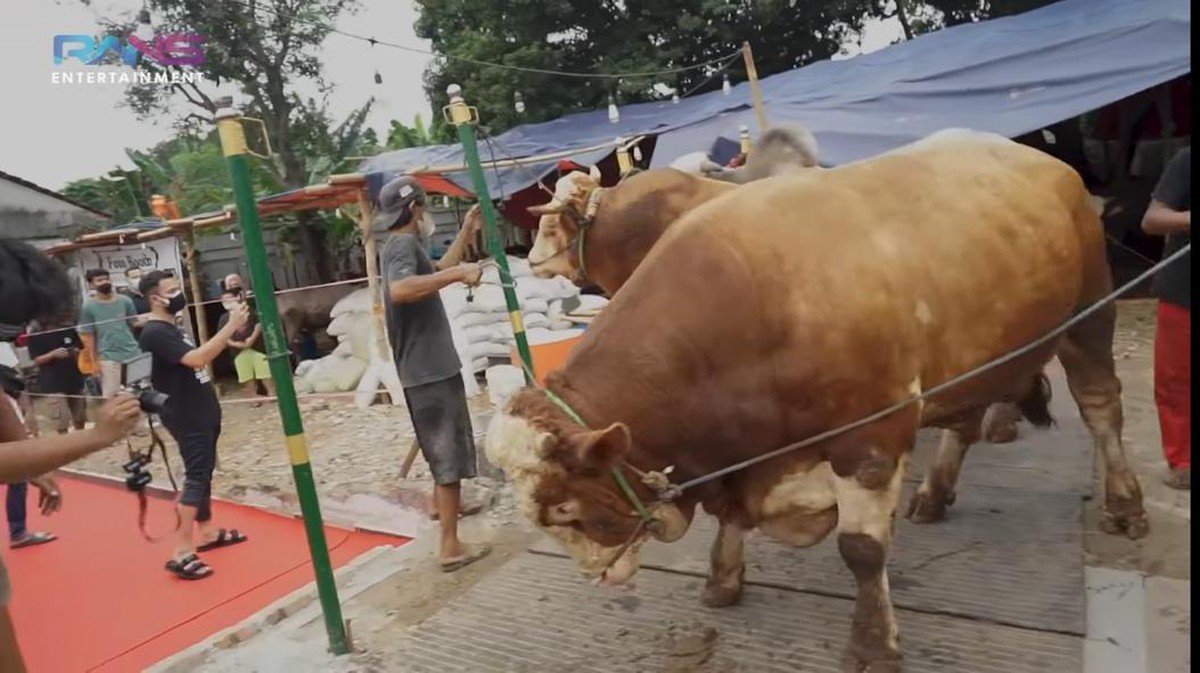 Raffi Ahmad merayakan Idul Adha dengan menyiapkan 10 ekor sapi&period; Yuk kita intip penampakan sapi kurban milik Raffi&excl;