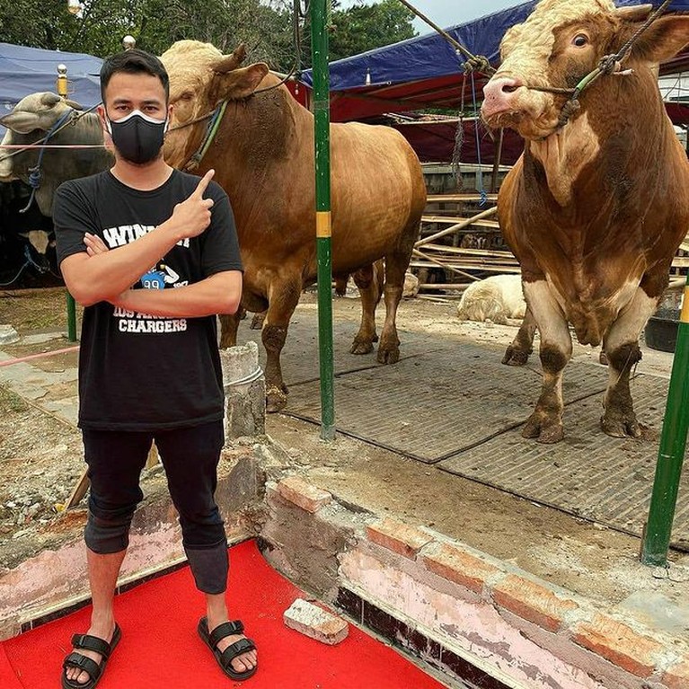Raffi Ahmad merayakan Idul Adha dengan menyiapkan 10 ekor sapi. Yuk kita intip penampakan sapi kurban milik Raffi!