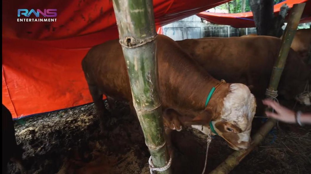 Raffi Ahmad merayakan Idul Adha dengan menyiapkan 10 ekor sapi&period; Yuk kita intip penampakan sapi kurban milik Raffi&excl;