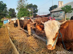 Walkot Yogya Tak Izinkan Warga Sembelih Hewan Kurban di Perkampungan