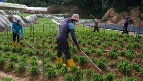Daya Beli Buruh Tani Bangunan Naik pada Agustus 2021