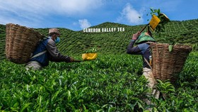 FOTO: Petani Malaysia 'Mati-matian' Hidup di Tengah Pandemi