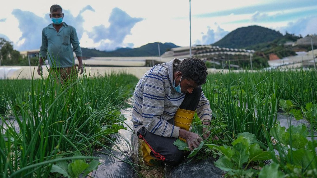 FOTO: Petani Malaysia 'Mati-matian' Hidup di Tengah Pandemi