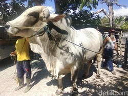Punya Bobot 1 Ton, Ini Dia Penampakan Sapi Kurban Jokowi di Rembang