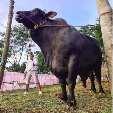 Begini Hukum Qurban Patungan Sapi Menurut Hadis