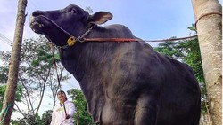 Begini Hukum Qurban Patungan Sapi Menurut Hadis