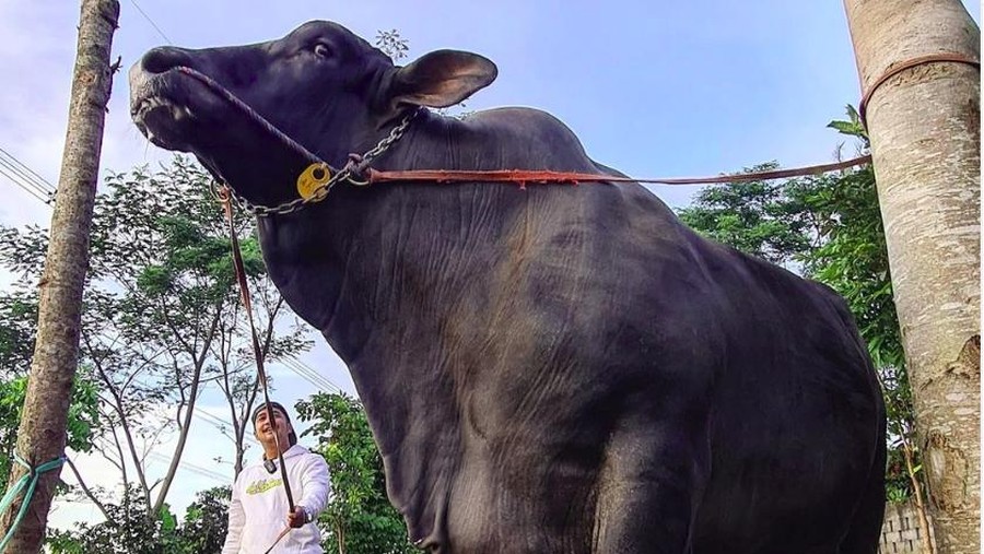 Sapi bobot jumbo, herwan kurban para artis