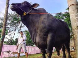 Begini Hukum Qurban Patungan Sapi Menurut Hadis