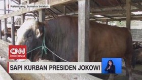 VIDEO: Penampakan Sapi Kurban Presiden Jokowi