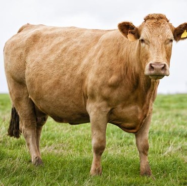 Alasan Sapi Limosin Jadi Pilihan Langganan Artis untuk Kurban Idul Adha