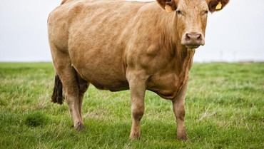 img-title Alasan Sapi Limosin Jadi Pilihan Langganan Artis untuk Kurban Idul Adha