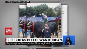 VIDEO: Selebritas Beli Hewan Kurban