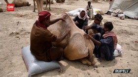 VIDEO: Jasa Cukur Bulu Unta Laris Manis di Pakistan