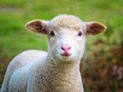MasyaAllah! Ini 5 Keberkahan Daging Kambing dalam Islam