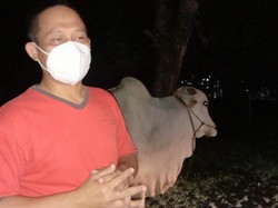 Bupati Kebumen Kurban 10 Ekor Sapi Pakai Dana Pribadi
