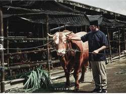 Anies Serahkan Kurban Sapi Limosin 1,1 Ton di RPH Dharma Jaya