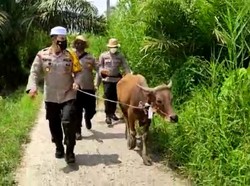 Momen Polisi Serahkan Sapi Kurban untuk Kampung Terpencil Jambi