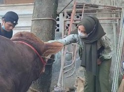 Ria Ricis Nangis Lihat Si Petok-petok, Sapi Limosinnya Disembelih