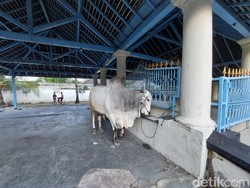2 Sapi Kurban Jokowi Tiba di Solo, Beratnya Sama-sama 837 Kg