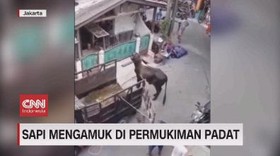 VIDEO: Sapi Mengamuk di Permukiman Padat