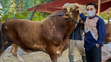 Taqy Malik Bersyukur Bisa Kurban Sapi Berbobot 'Wow'