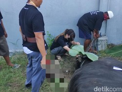 Via Vallen Kurban di Rumah, Alphard Gosong Bikin Salah Fokus