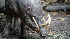Mengenal Babirusa, Hewan Mitos Maluku yang Akhirnya Ditemukan