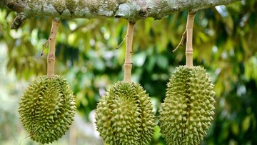BOLEHKAH IBU MENYUSUI MAKAN DURIAN? CARI TAHU YUK, BUN!