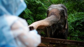 Seekor Gajah Liar Sumatera Melintas di Tol Pekanbaru