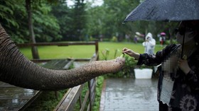 FOTO: Kelana Gajah China Merana Kehilangan Habitat