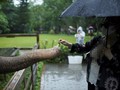 FOTO: Kelana Gajah China Merana Kehilangan Habitat