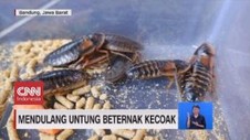 VIDEO: Mendulang Untung Beternak Kecoak dan Lobster