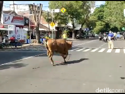 Sapi Kurban di Lumajang Lepas ke Jalan Raya, Pengendara Sempat Terganggu