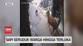 VIDEO: Sapi Seruduk Warga Hingga Terluka