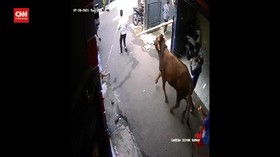 VIDEO: Kumpulan Video Sapi 'Mengamuk' Saat Akan Disembelih
