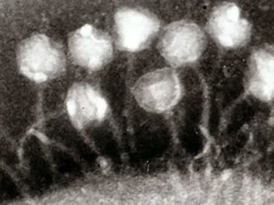 Virus Kuno Berusia 15 Ribu Tahun Tersembunyi di Tibet