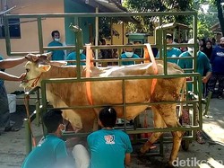 Warga Pekalongan Ini Bikin Alat Jagal Portabel, Bisa untuk Sapi 2 Ton