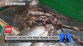 VIDEO: Waspada Cacing Pita Pada Hewan Kurban