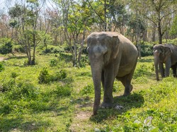 Mengharukan! Aksi Gajah Tuntun Kawannya yang Buta untuk Makan