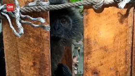 VIDEO: Lutung Abu-Abu tersengat listrik saat cari makan