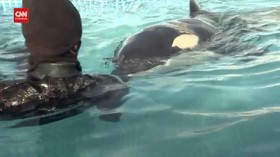 VIDEO: Kisah Malang Bayi Orca Terdampar, Terpisah dari Induk