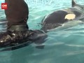 VIDEO: Kisah Malang Bayi Orca Terdampar, Terpisah dari Induk