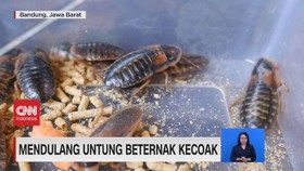VIDEO: Beternak Kecoak Hingga Budidaya Lobster Darat