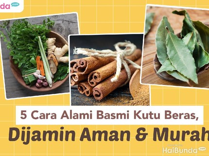 5 Cara Alami Basmi Kutu Beras, Dijamin Aman & Murah
