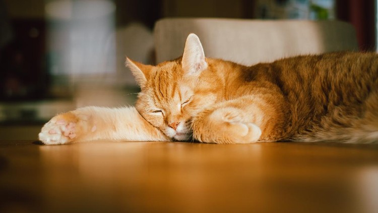 His name could be garfield