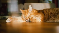 Tips Memberi Nama Hewan Peliharaan Kucing & 5 Rekomendasinya untuk Keluarga Bunda