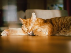Bocah yang Bercita-Cita Menjadi Kucing