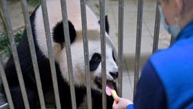 Sepasang Panda China 'Merantau' ke AS, Bawa Cerita Persahabatan